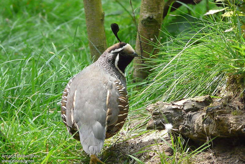 Colin de Californie mâle adulte nuptial, habitat