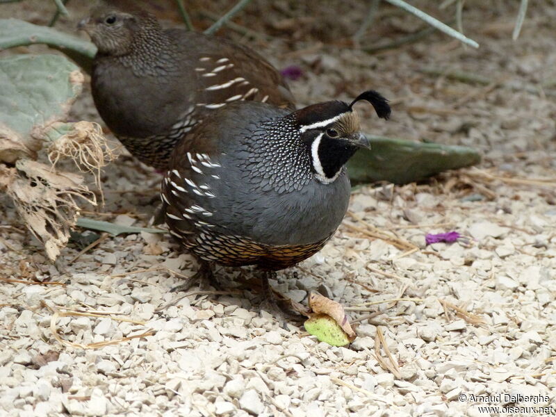 California Quail