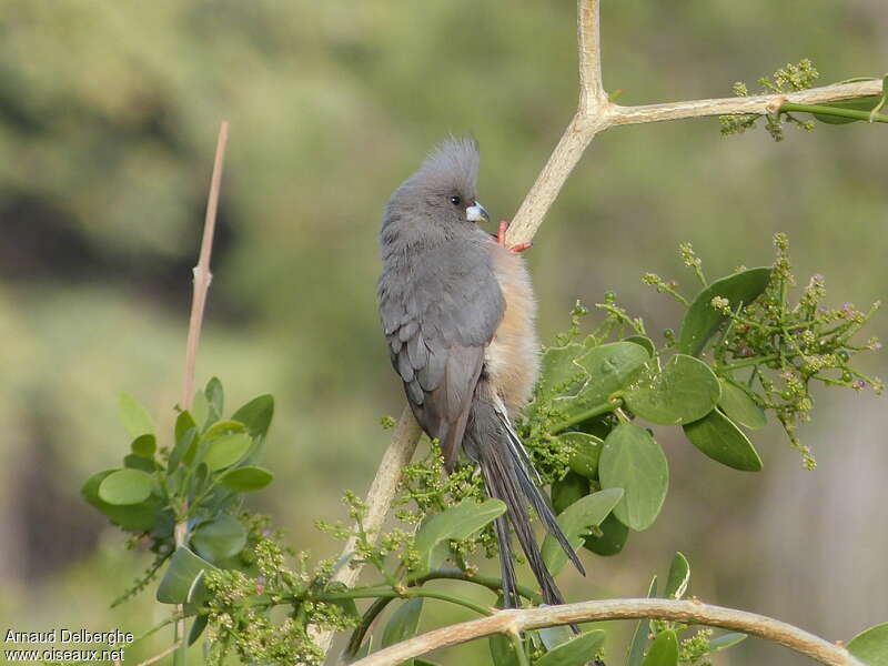 Coliou à dos blanc, identification