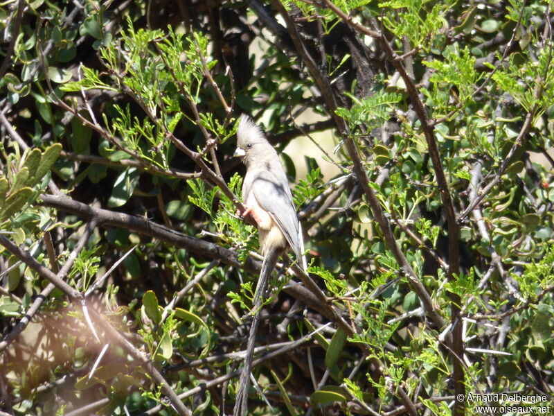 White-backed Mousebird