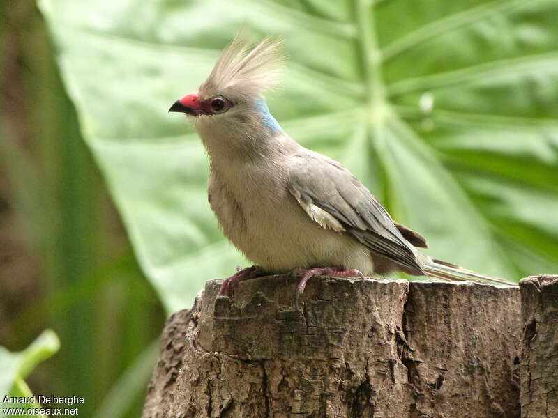 Blue-naped Mousebirdadult, identification