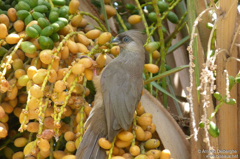 Speckled Mousebird