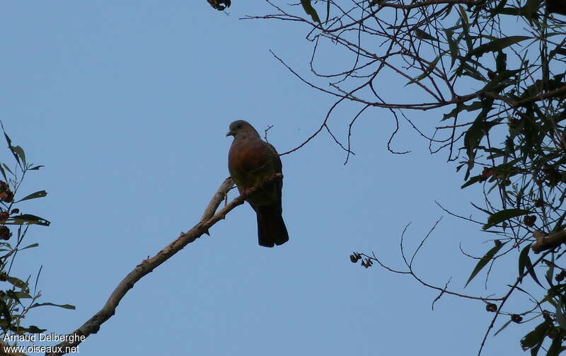 Cinnamon-headed Green Pigeon