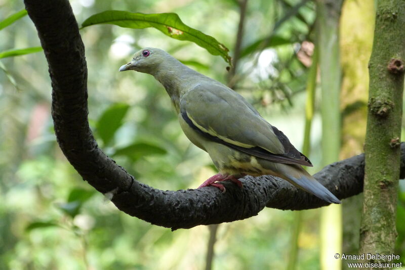 Pink-necked Green Pigeon female