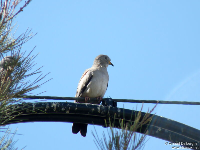 Croaking Ground Dove