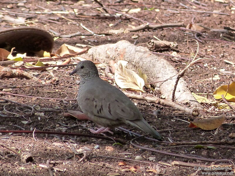 Common Ground Dove