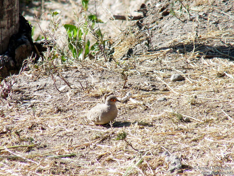 Bare-faced Ground Dove