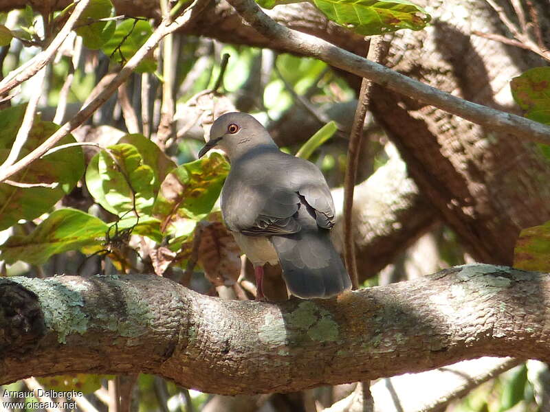 White-tipped Dove, habitat