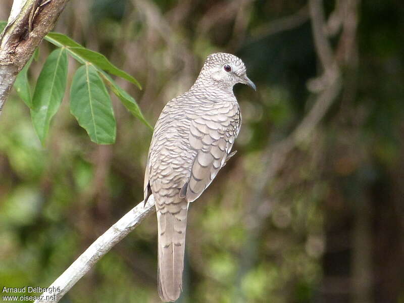 Colombe écailléejuvénile, identification