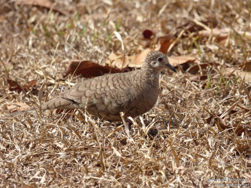 Inca Dove