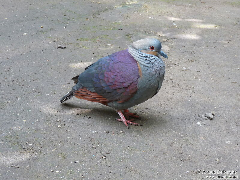 Crested Quail-Dove