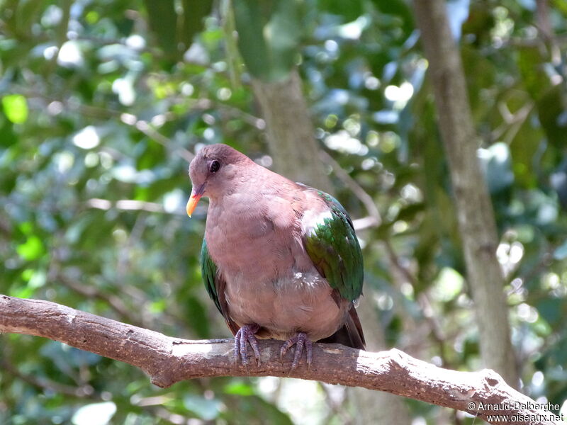 Pacific Emerald Dove