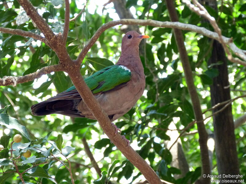 Pacific Emerald Dove