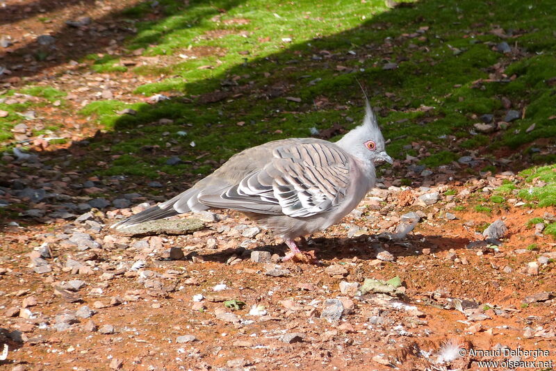 Crested Pigeon