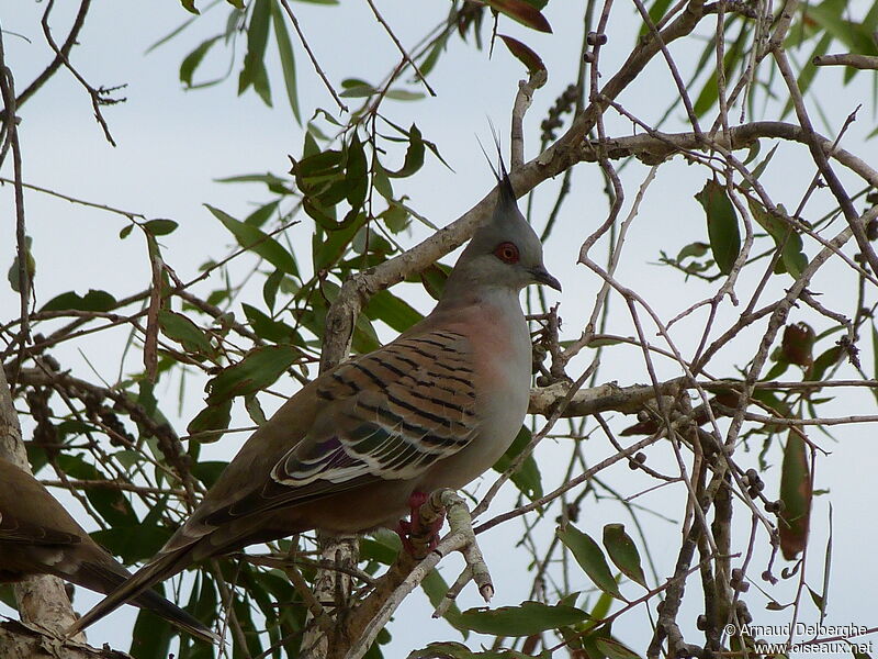 Crested Pigeon