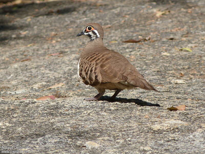 Colombine marquetéeadulte