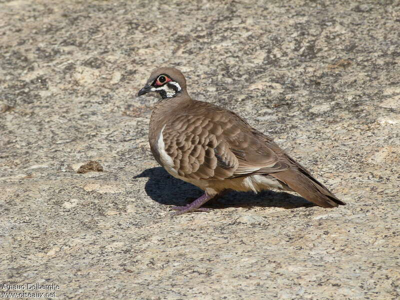 Colombine marquetéeadulte, identification