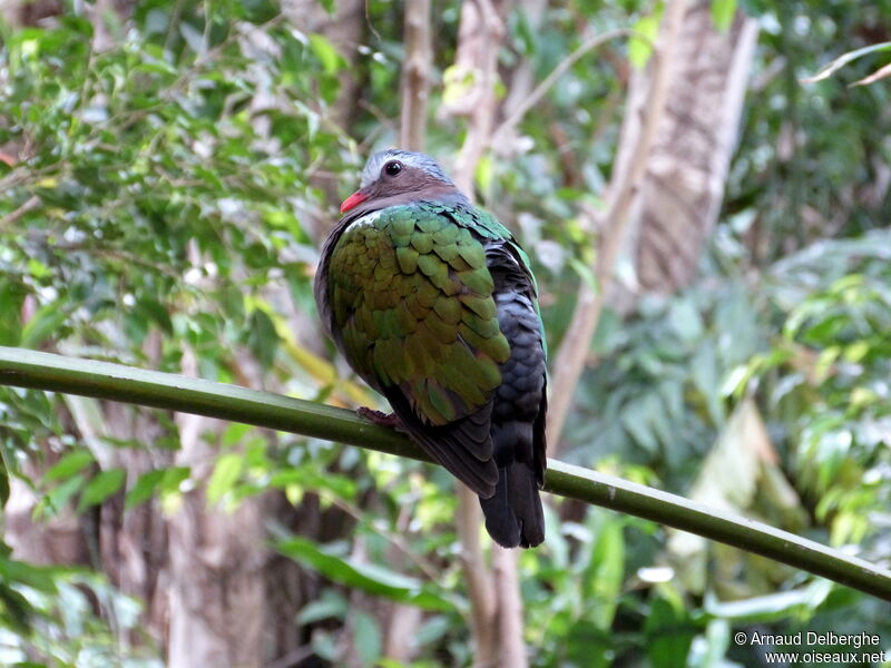 Common Emerald Dove