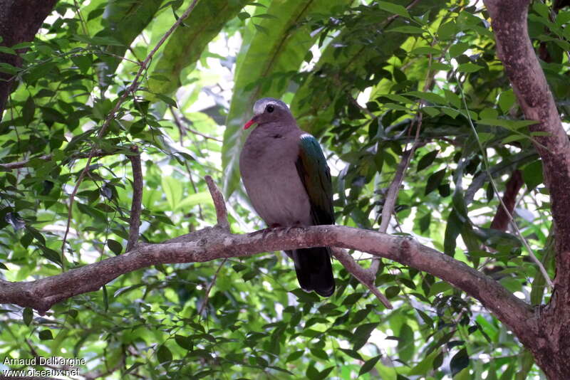 Colombine turvert mâle adulte, habitat