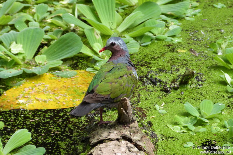 Common Emerald Dove