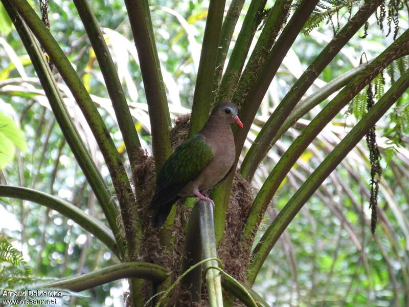 Common Emerald Dove female adult, habitat, camouflage