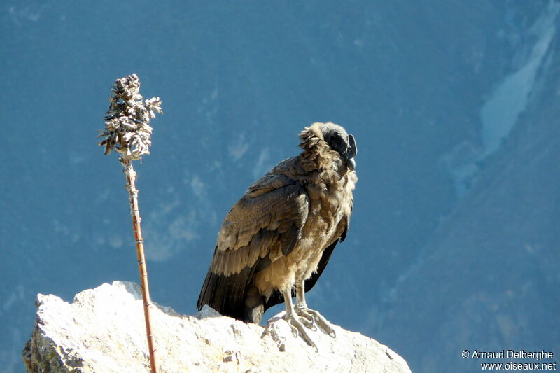 Condor des Andes