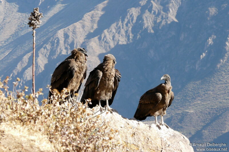 Andean Condor