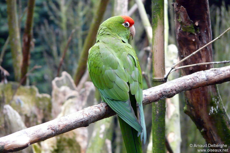 Conure casquée