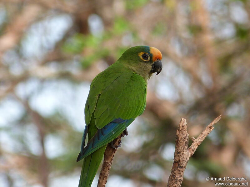 Peach-fronted Parakeet