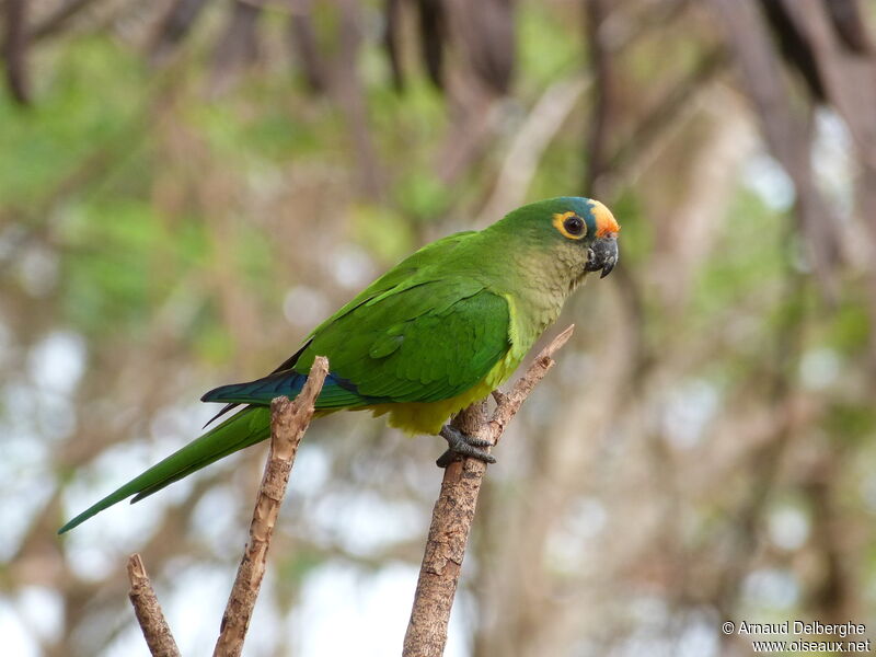 Conure couronnée