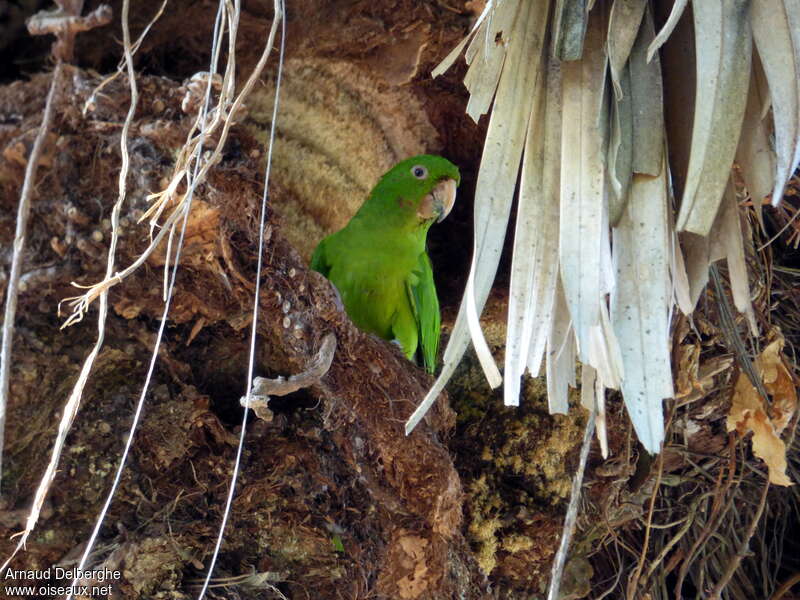 Conure de Ridgway, habitat