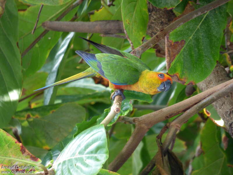 Conure jandayaadulte, identification