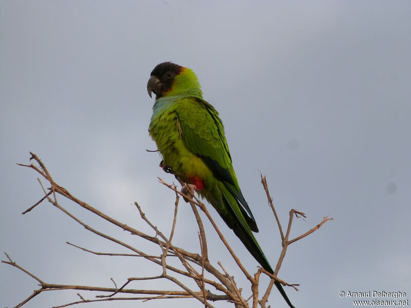 Conure nanday