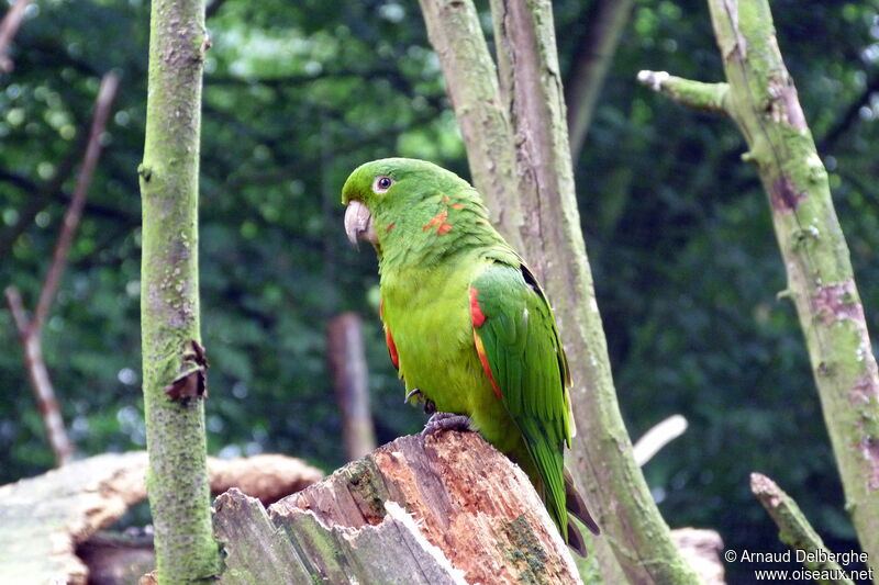 Conure pavouane