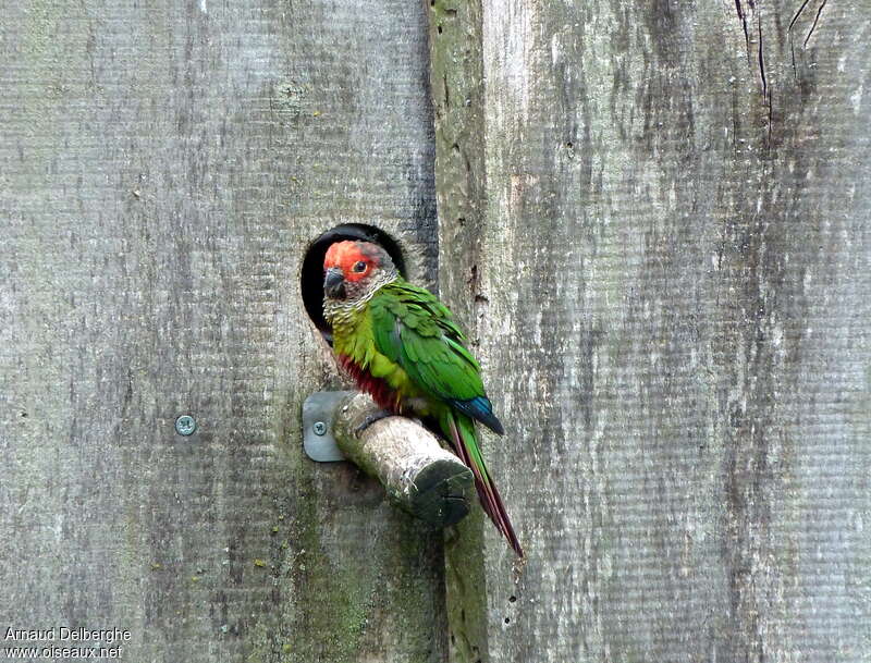 Rose-fronted Parakeet