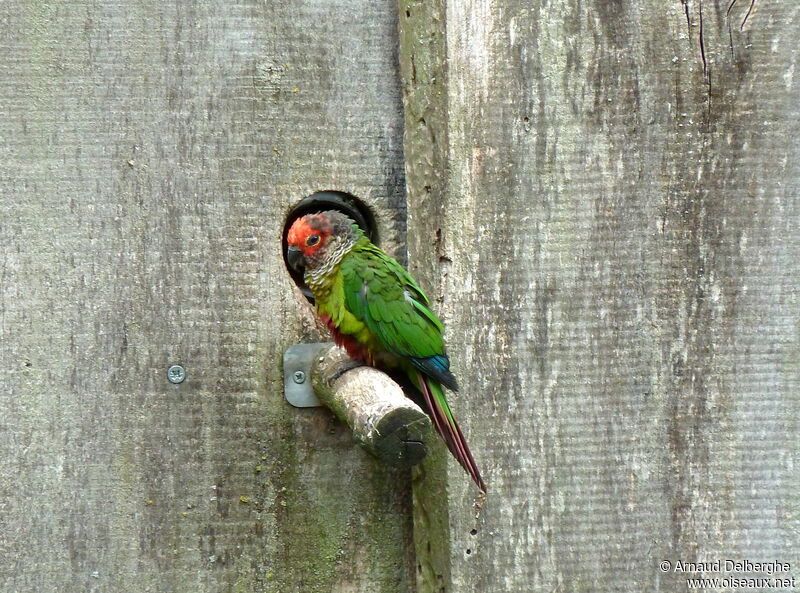 Rose-fronted Parakeet