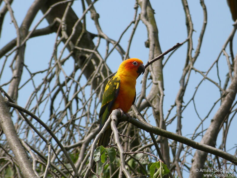 Conure soleil