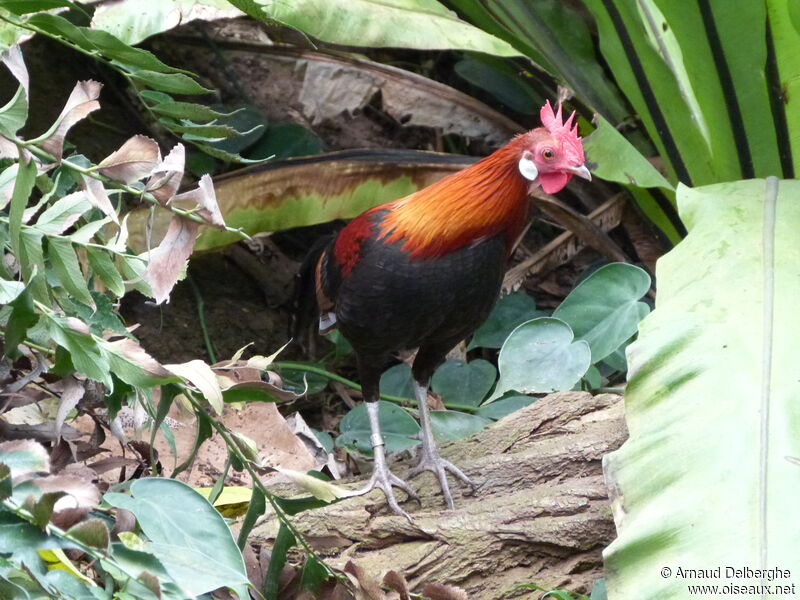 Red Junglefowl