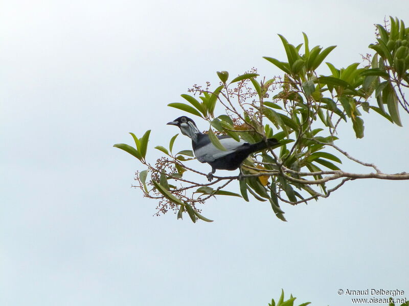 Bare-necked Fruitcrow