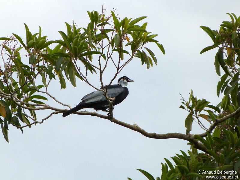 Bare-necked Fruitcrow