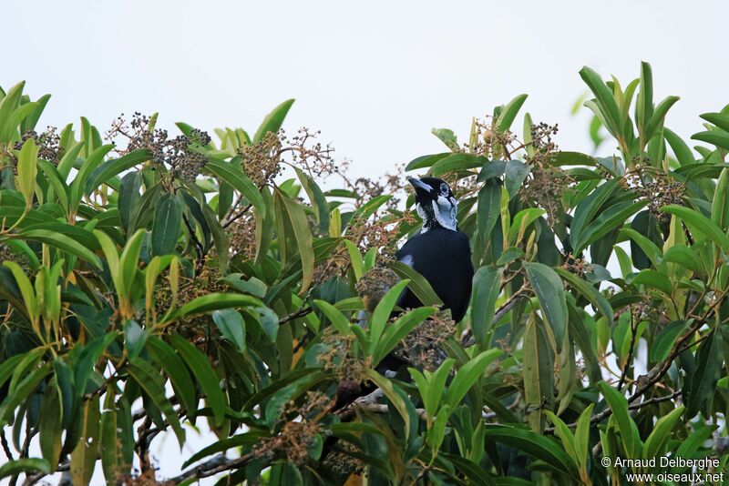 Bare-necked Fruitcrow