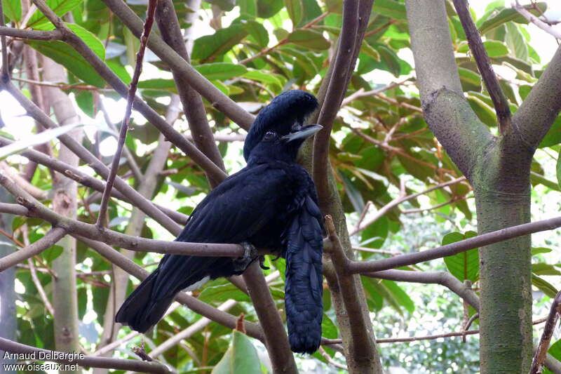 Coracine casquée mâle adulte, identification