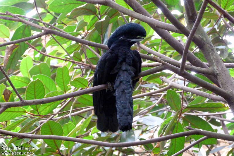 Long-wattled Umbrellabirdadult, aspect