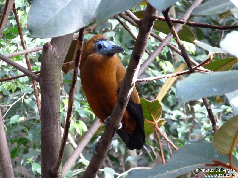 Capuchinbird