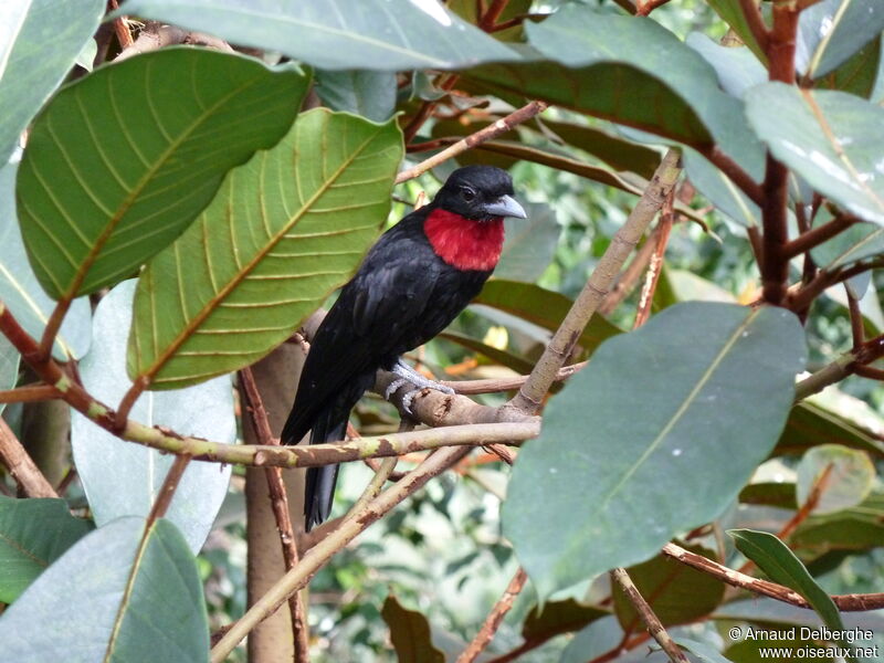 Purple-throated Fruitcrow