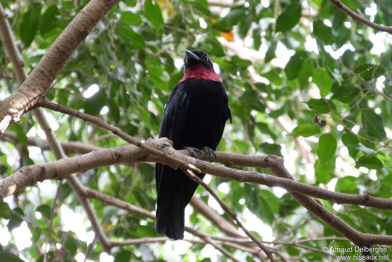 Purple-throated Fruitcrow