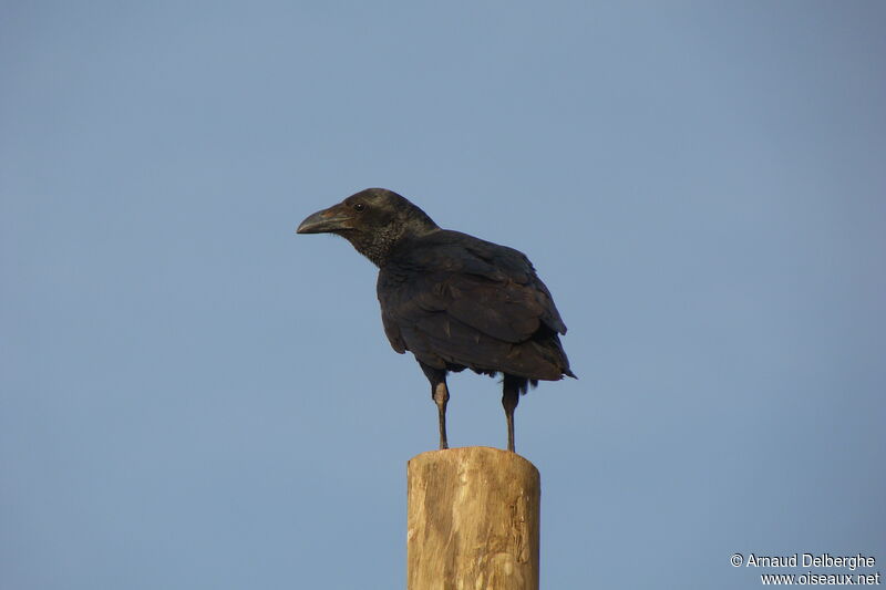 Corbeau à queue courte