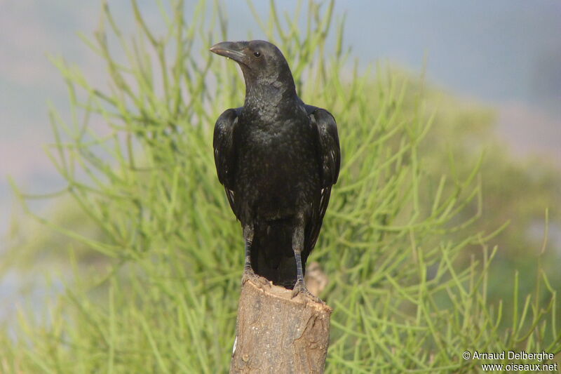 Corbeau à queue courte