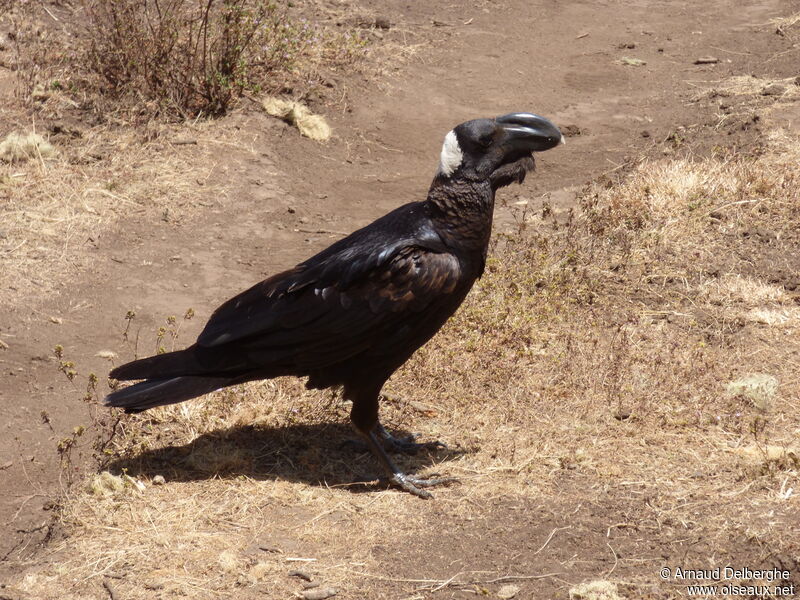 Thick-billed Raven