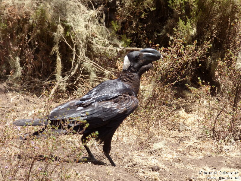 Corbeau corbivau